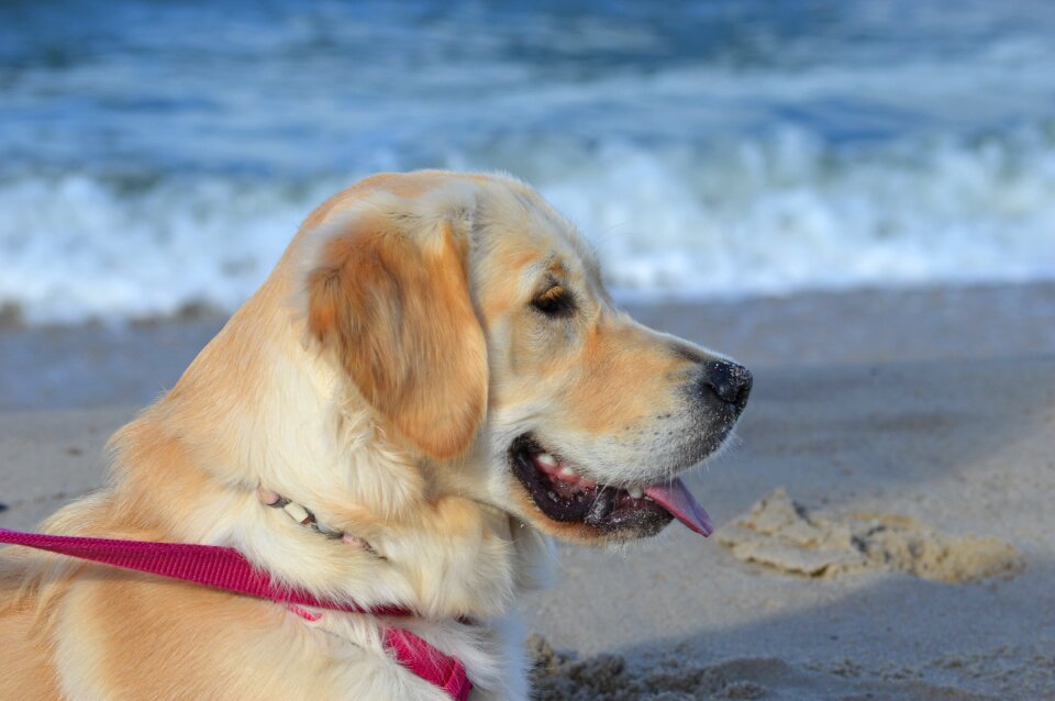 Dog animals pet