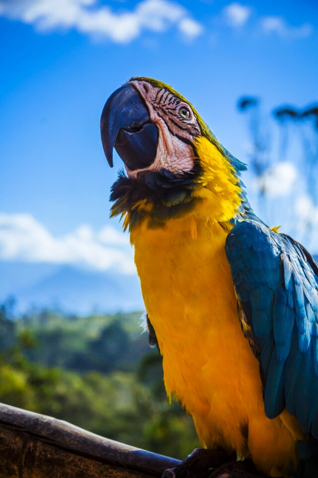 Beautiful bird blur