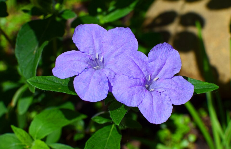 Flower blossom bloom