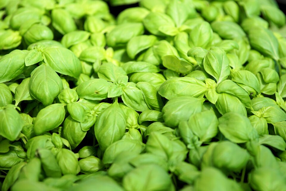 Herbs vegetarian green
