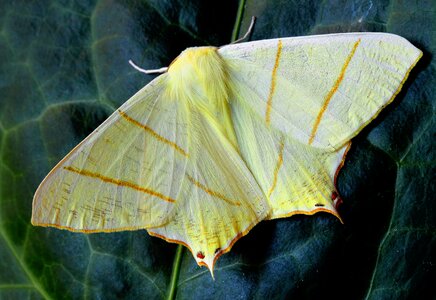 Nature wing yellow