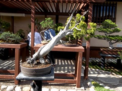 038_Balboa_Park_Japanese_Garden