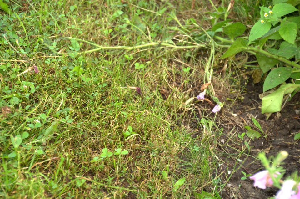0424_July_2016_in_Suzdal,_Vladimir_Oblast,_Russia