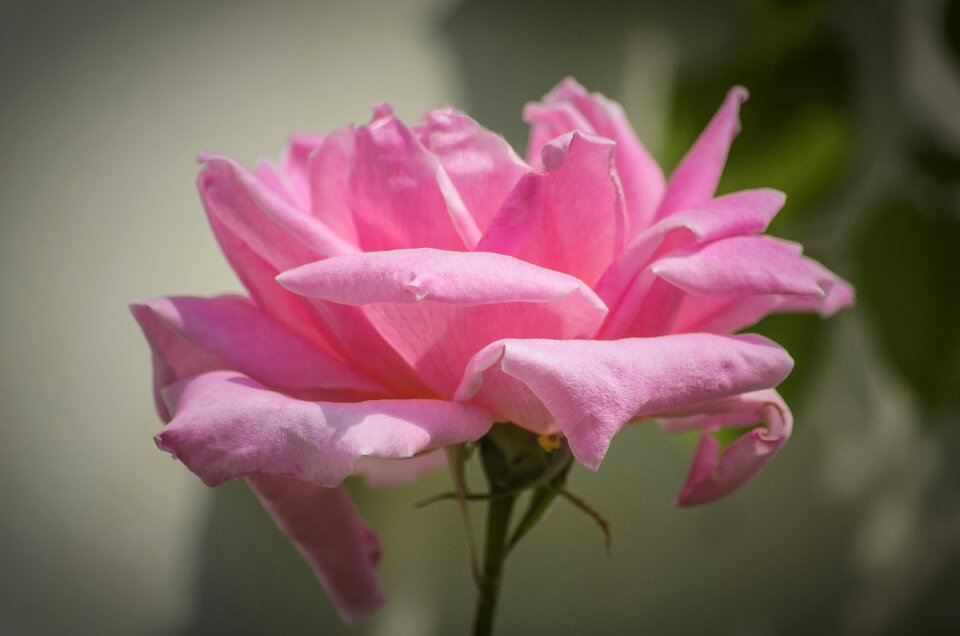 Petals pink roses nature