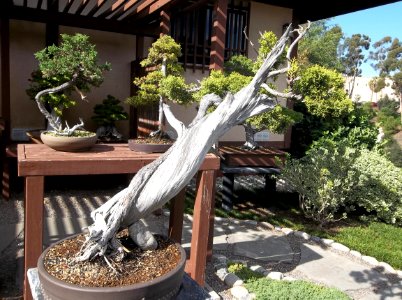 041_Balboa_Park_Japanese_Garden