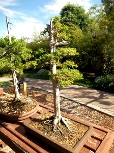 033_Balboa_Park_Japanese_Garden