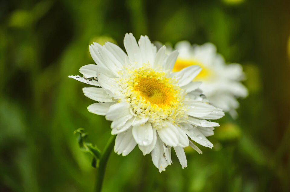 Flower spring flowers flowers