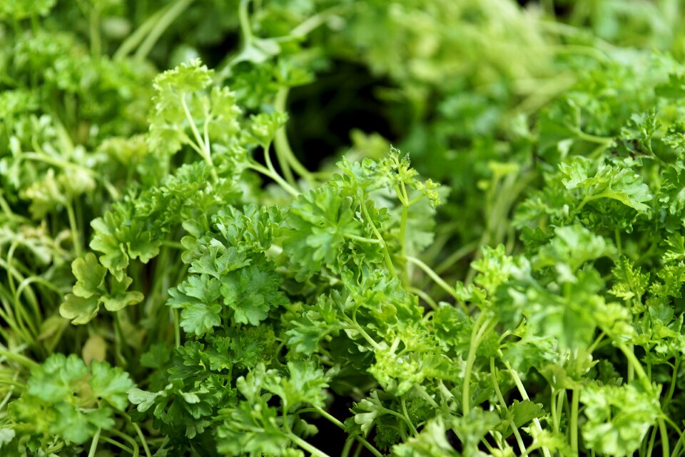 Herbs vegetarian green