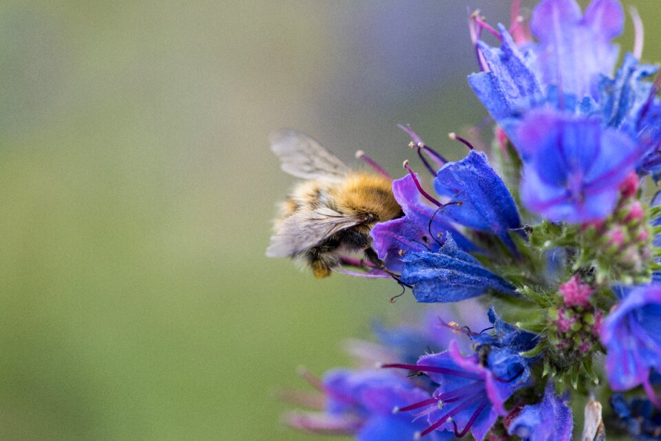 Petal pollination outdoors