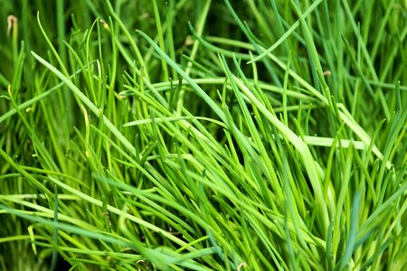 Herbs vegetarian green