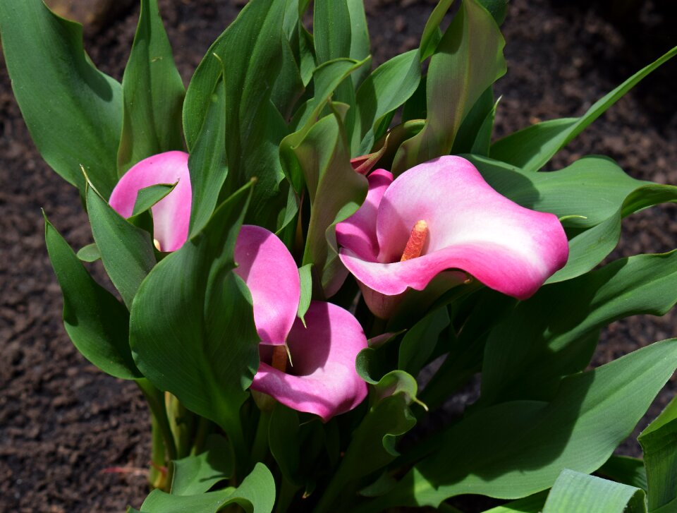 Bloom plant perennial