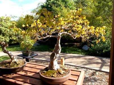 030_Balboa_Park_Japanese_Garden photo