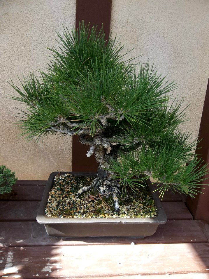 034_Balboa_Park_Japanese_Garden