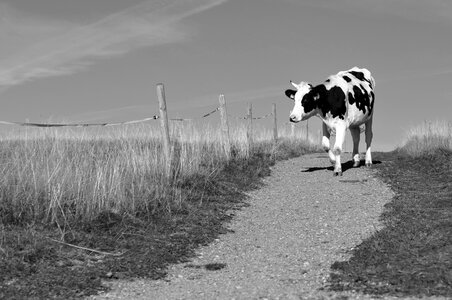 Nature agriculture cows