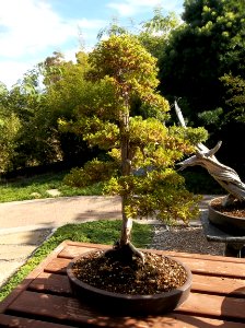 039_Balboa_Park_Japanese_Garden