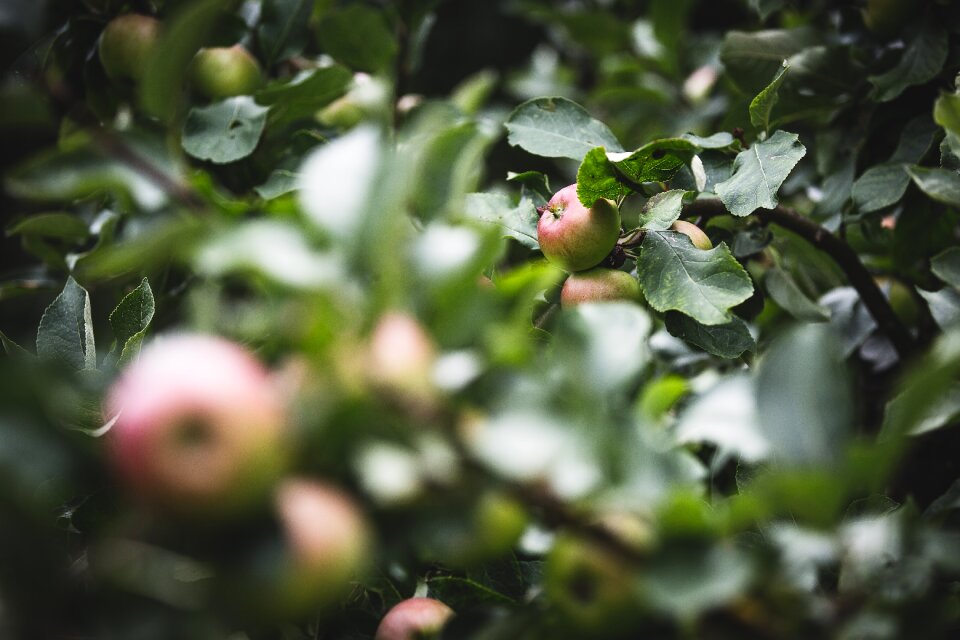 Branch color crop