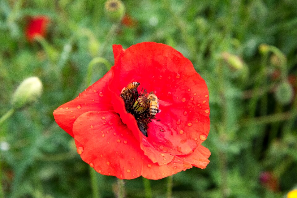 Garden pollinating insect