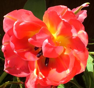 Tulipa flora blossom