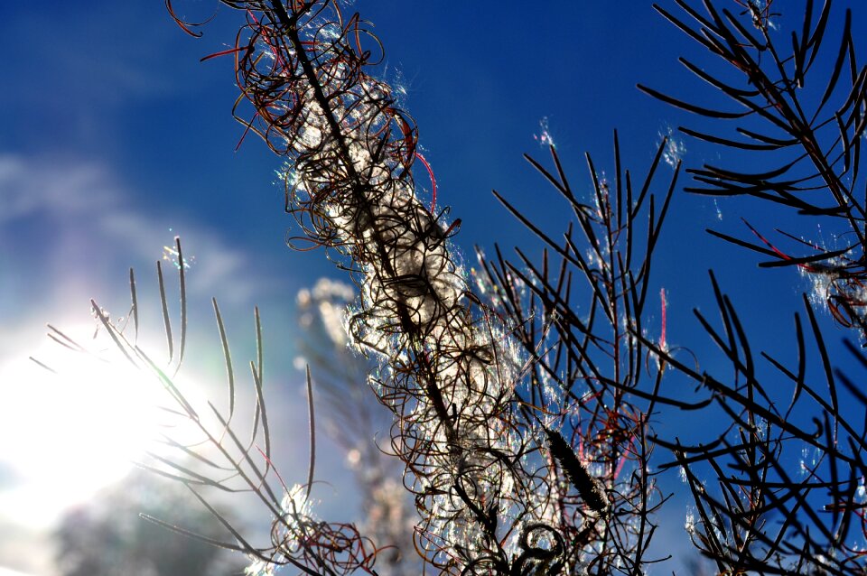Light golden backlighting