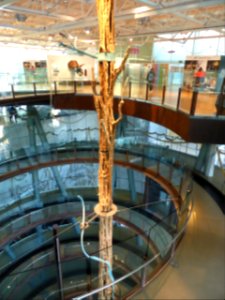 071-Barcelona-Museum-CosmoCaixa-Tree-1