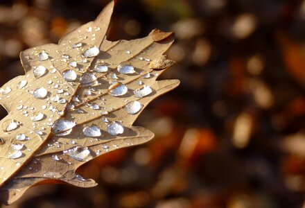 Dew oak leaf macro photo