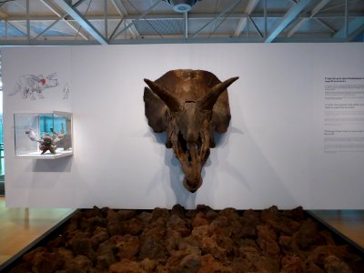 072-Barcelona-Museum-CosmoCaixa-Triceratops-horridus