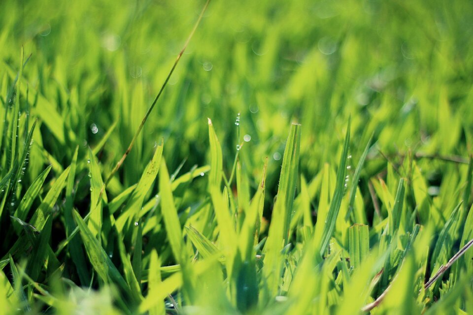 Green grass rain showers