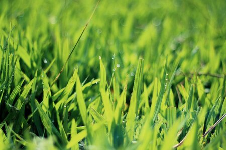 Green grass rain showers