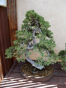 035_Balboa_Park_Japanese_Garden