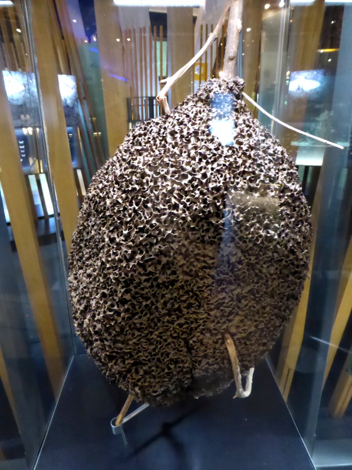 080-Barcelona-Museum-CosmoCaixa-Termites-nest-Amazonia-brasilera