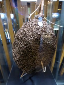 080-Barcelona-Museum-CosmoCaixa-Termites-nest-Amazonia-brasilera