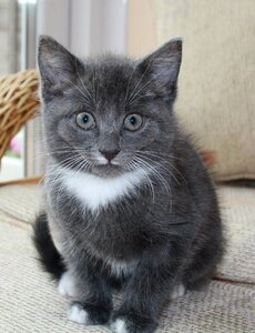 Grey cat kitten cute photo