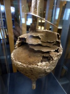 081-Barcelona-Museum-CosmoCaixa-Wasps-nest-Amazonia-brasilera