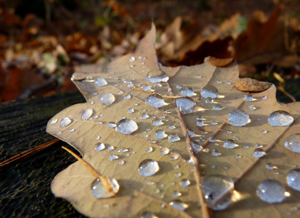 Dew oak leaf macro
