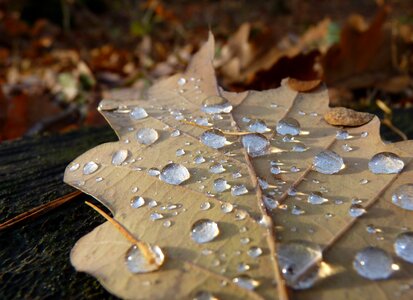 Dew oak leaf macro photo