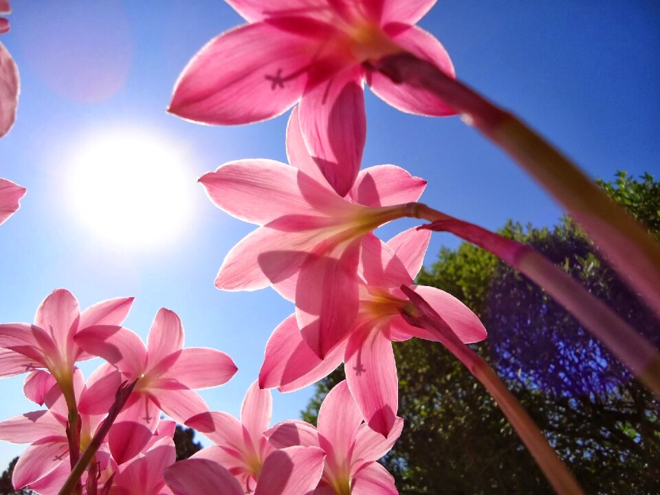 Pink flowers saffron pink petals