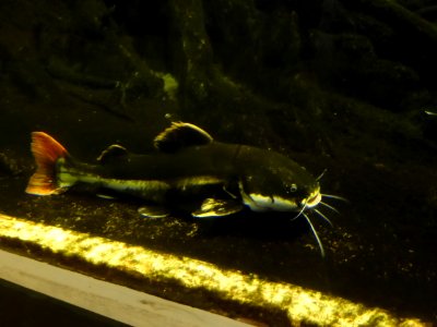 089-Barcelona-Museum-CosmoCaixa