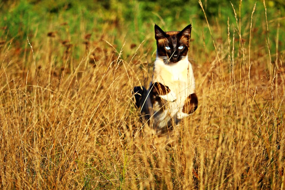 Breed cat siamese cat siam photo