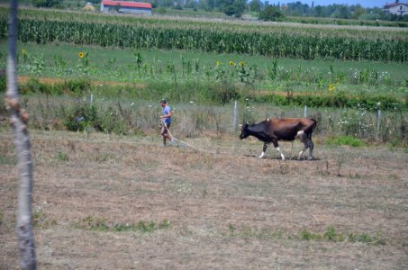 0497_July_2017_in_Albania