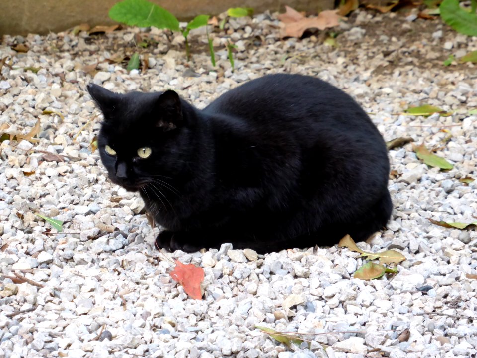 065-Barcelona-Cat-2