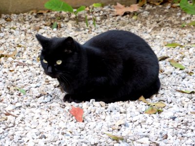 065-Barcelona-Cat-2