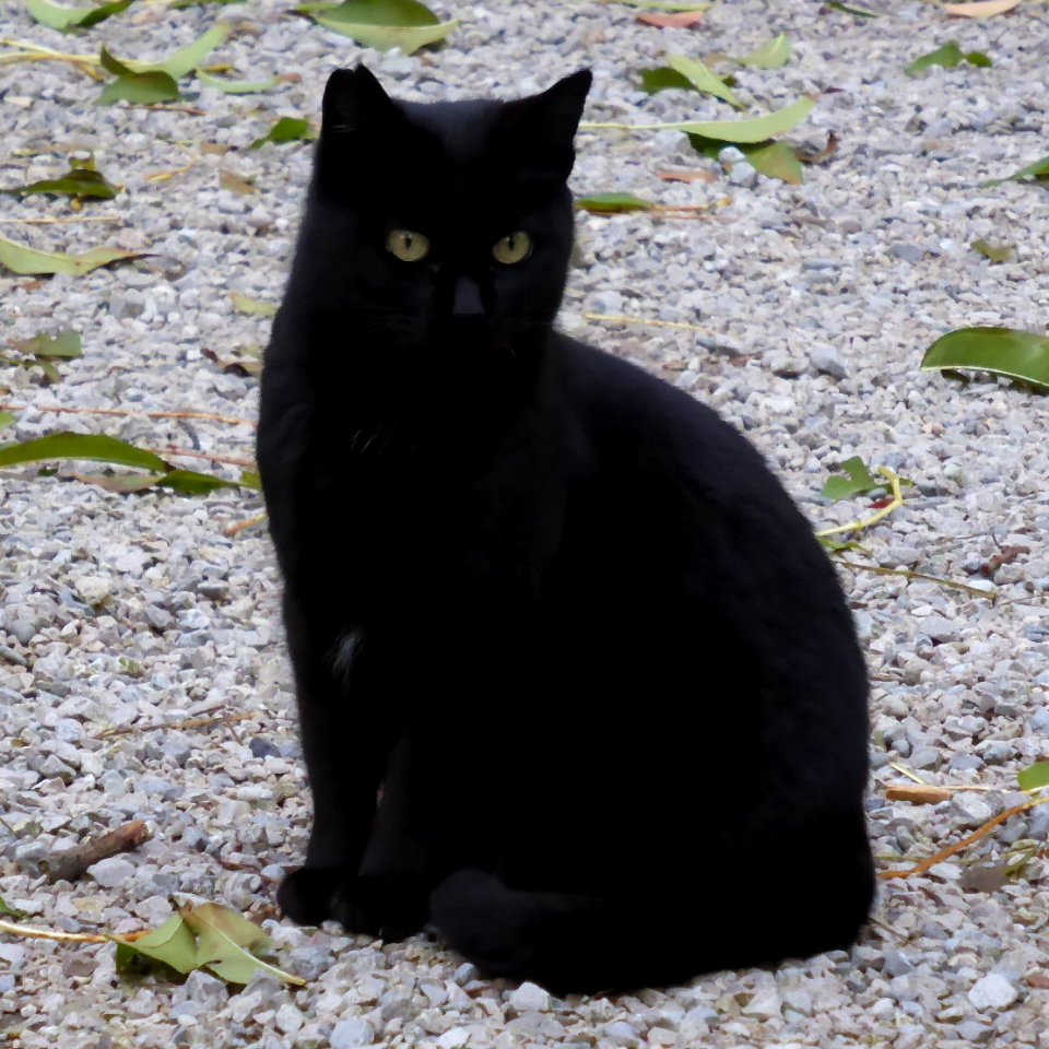 065-Barcelona-Cat-1_2016_(cropped)