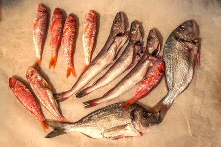 Seafood fish food