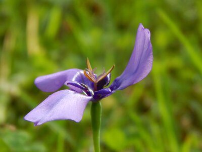 Flower helix wild flower purple flower