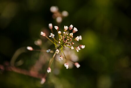 Plant green spring
