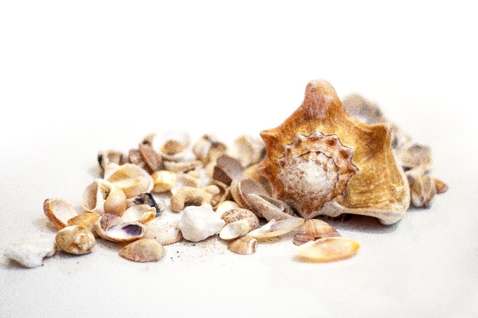 Nature marine organic