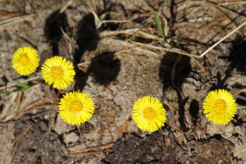 Spring yellow yellow flower