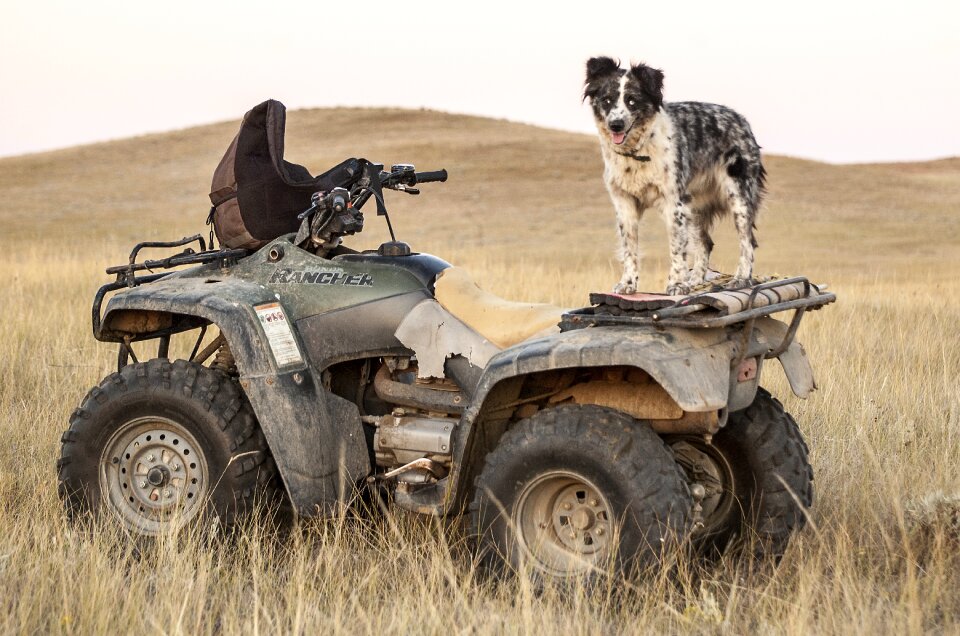 Dog standing pasture off road