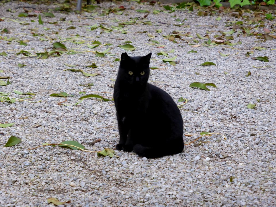 065-Barcelona-Cat-1