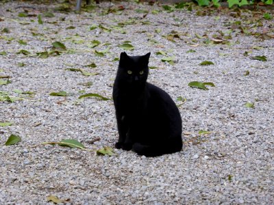 065-Barcelona-Cat-1